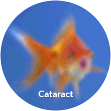 Normal Vision vs Cataract